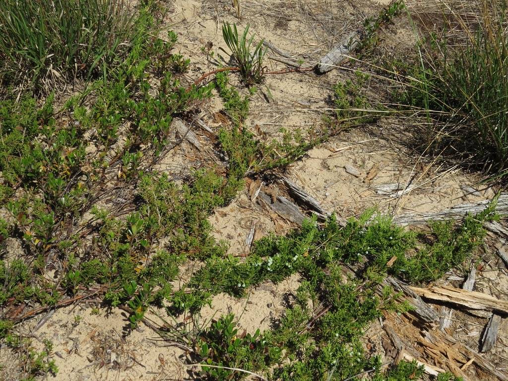 Juniperus horizontalis - Cupressaceae by Kerry D Woods is licensed under CC BY-NC-ND 2.0